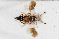 Cheiloneurus claviger