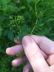 Alchemilla glabricaulis