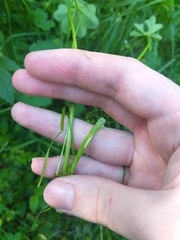 Alchemilla glabricaulis