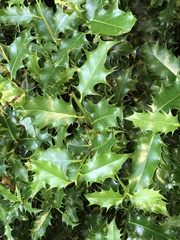 Ilex aquifolium
