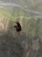 Cryptorhynchus lapathi