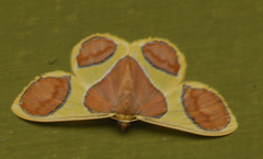 Plutodes pseudocyclaria