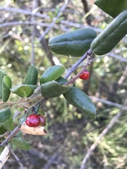 Rhamnus pilosa