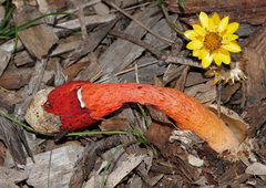 Phallus rubicundus