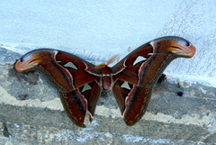 Attacus taprobanis