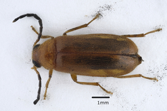 Conopalpus testaceus