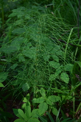 Equisetum pratense image