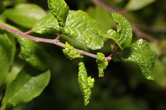 Brachycaudus helichrysi