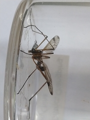 Dictenidia bimaculata