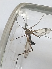 Dictenidia bimaculata