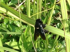 Xylocopa nasalis