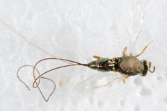 Idarnotorymus pulcher