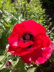 Papaver orientale