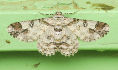 Cleora alienaria