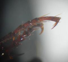 Pterostichus gracilis