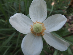 Anemonoides sylvestris