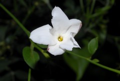 Angiospermae