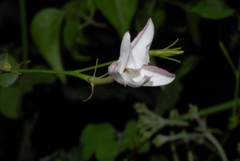 Angiospermae