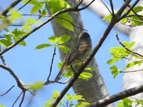 Flammulated Flycatcher