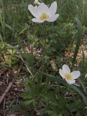 Anemonoides sylvestris
