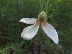 Anemonoides sylvestris