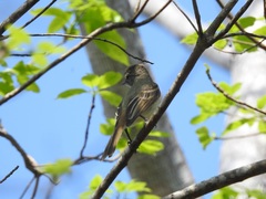 Ramphotrigon flammulatum