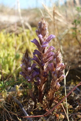 Phelipanche arenaria