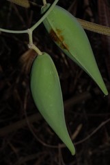 Leptadenia madagascariensis