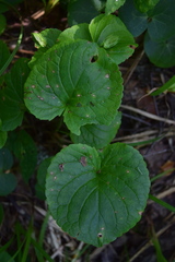 Viola mirabilis