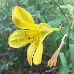 Hemerocallis minor