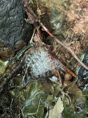 Agelena labyrinthica