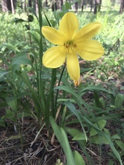 Hemerocallis minor