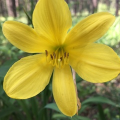 Hemerocallis minor