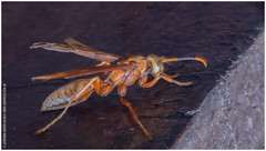 Polistes cavapyta