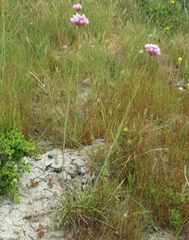 Armeria maritima californica