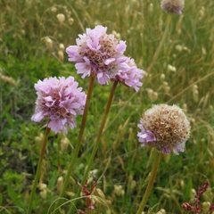 Armeria maritima californica
