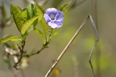 Duranta costaricensis