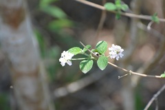 Lantana hirta