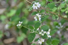 Lantana hirta