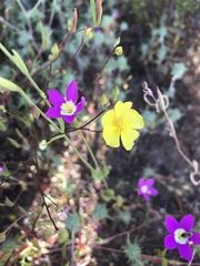 Crocanthemum aldersonii