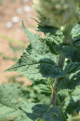 Verbascum ovalifolium