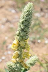 Verbascum ovalifolium