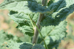 Verbascum ovalifolium