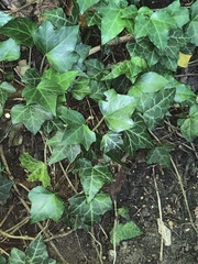 Hedera helix