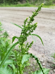 Rumex longifolius