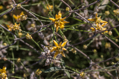 Genista umbellata