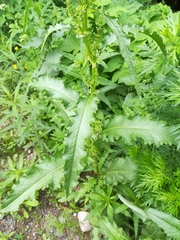 Rumex longifolius