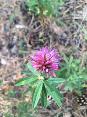 Trifolium lupinaster