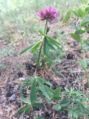 Trifolium lupinaster