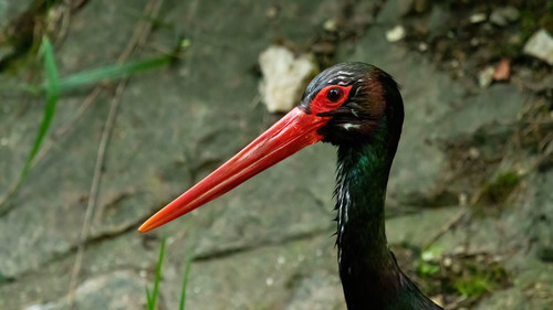 Cigogne noire